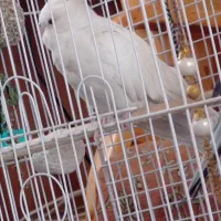 عروس هلندی|پرنده|سبزوار, زینبیه|دیوار