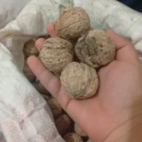 فروش گردو وبادام|حراج|قوچان, |دیوار