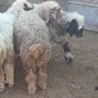 بره نر و ماده|حیوانات مزرعه|رامهرمز, |دیوار