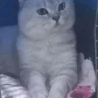 گربه جفت یابی