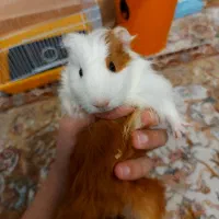 خوکچه هندی ماده سه ماهه قابل معاوضه