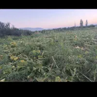 به چند نفر اقا و خانم جهت کار در آفتاب گردان ومیوه
