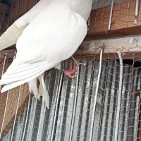 کبوتر ماده تیر ماهی نر جوزی مهری