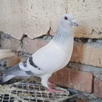 کبوتر شامی