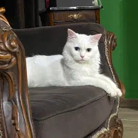 گربه نر نژاد دار میخوام برای جفتگیری با گربه خودم