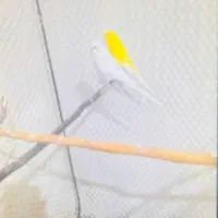 دو جفت مرغ عشق ۴عدد