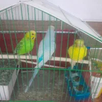 مرغ عشق دستی