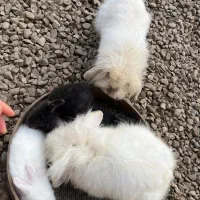 خرگوش لوپ ترکیش عروسکی فومن صومعه سرا رشت