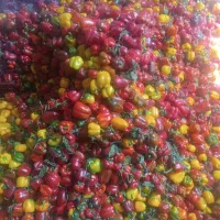 نیروی خانم جهت کار در کارگاه میوه خشک کنی