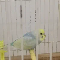 یک عدد مرغ عشق زیبا رینبو