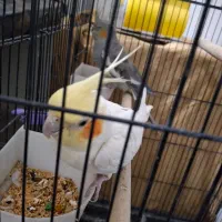 عروس هلندی نر و ماده سالم و سرحال|پرنده|دهگلان, |دیوار