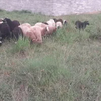 بره نر سالم