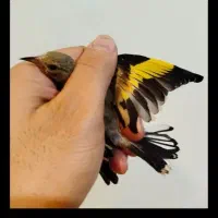 جوجه سیره نر ریزه خانی میکونه