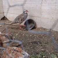 بلدرچین کوهی