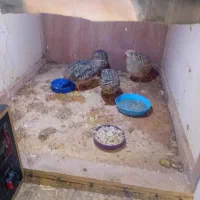 بلدرچین دونه ای 150