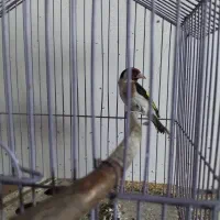 فقط معاوضه با دوبر نر|پرنده|اردبیل, |دیوار