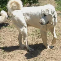 سگ عراقی از نسل تمیرچین قهرمان