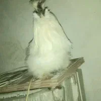 ابریشمی|حیوانات مزرعه|قزوین, |دیوار