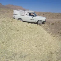 کاه کنگر پر دانه