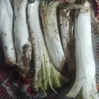 کنگر.