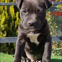 توله پیتبول اورجینال استثنایی