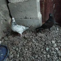 کفتر|پرنده|بندرلنگه, |دیوار