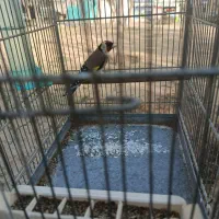 سهره|پرنده|شهر ری, سیزده آبان|دیوار