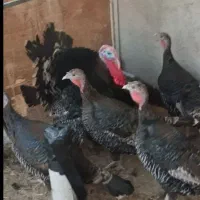 تخم گزار بوقلمون