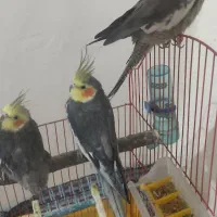 فروش 3عدد عروس هلندی