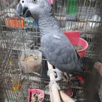 بهشت طوطیسانان ماهان