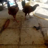 مرغ خروس