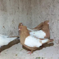 کبوتر سینه زرد|پرنده|تربت جام, بهشت نبی|دیوار