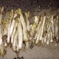 کنگر|خوردنی و آشامیدنی|سنقر, |دیوار