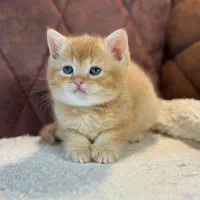 بچه گربه های اشرافی irancats|گربه|اهواز, بهارستان|دیوار