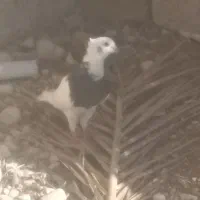 300|پرنده|خفر, |دیوار