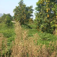 زمین ۶هزارمتری|فروش زمین و ملک کلنگی|چابکسر, |دیوار