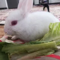 اسباب بازی  فیلم تبایغاتی مغازه