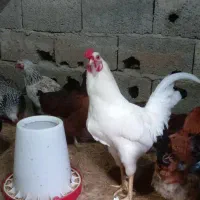 انواع مرغ وخروس