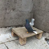 کبوتر دم سفید دارجه یک|پرنده|باوی, |دیوار
