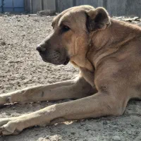 سگ سرابی گله ای نر|سگ|برخوار, |دیوار