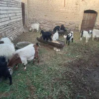 گوسفند فروشی|حیوانات مزرعه|خوسف, |دیوار