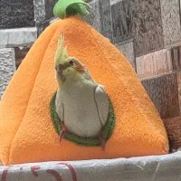 عروس هلندی لوتینو