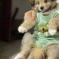 فروش پامرانین خرسی اصیل آموزشدیده با وسایل