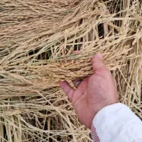 برنج|خوردنی و آشامیدنی|تهران, شهران جنوبی|دیوار