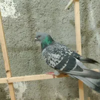 کفتر پرشی|پرنده|شیروان (خراسان), |دیوار