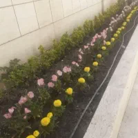 کارهای باغبانی سمپاشی هرس کودهی گلکاری درختکاری