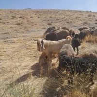 میش ترکی آبستن مایه کرده و نربز