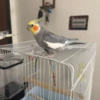 یک جفت عروس هلندی با قفس و پایه قفس|پرنده|ری, جوانمرد قصاب|دیوار