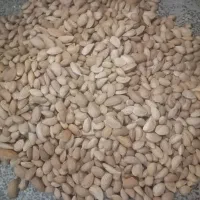 بادام درختی 100شیرین