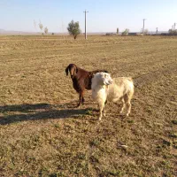 ۲عددبزغاله نرعراقی